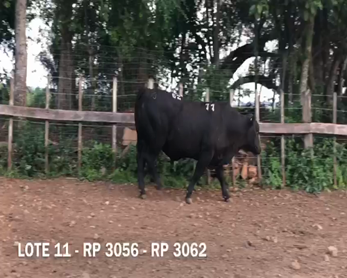 Lote Toros RP 3056 3062