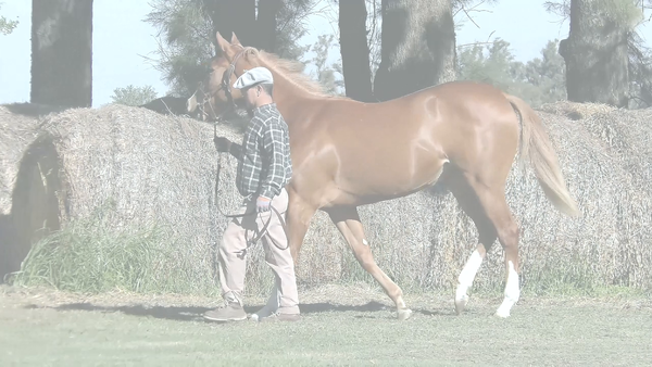 Lote FIERA TOTAL (FULL MAST -  FIERA DEL BOSQUE)