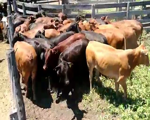 Lote 25 Vaquillonas en Cte. Fontana, Formosa