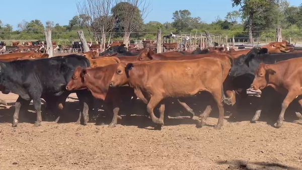 Lote 100 Vaquillonas en Ibarreta, Formosa