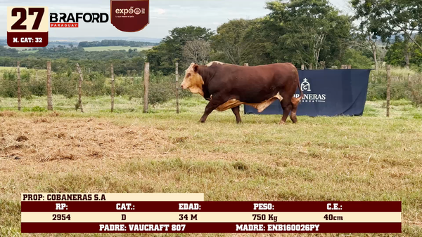 Lote LOTE 27