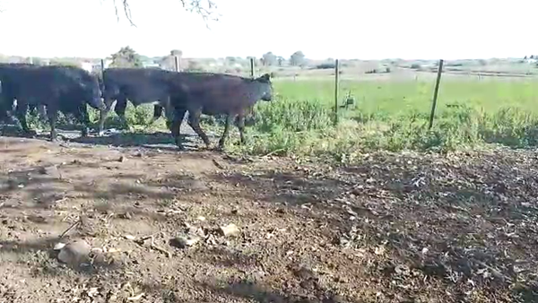 Lote 6 Terneros y Terneras 260kg - , San José