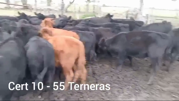 Lote TERNERAS