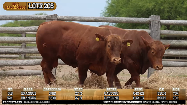 Lote LOTE 206 - VIVO