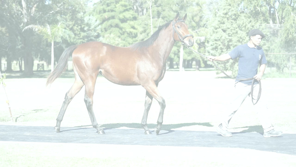 Lote BELLA EQUAL (EQUAL STRIPES -  LA BELLA MARIA por  Grand Reward)