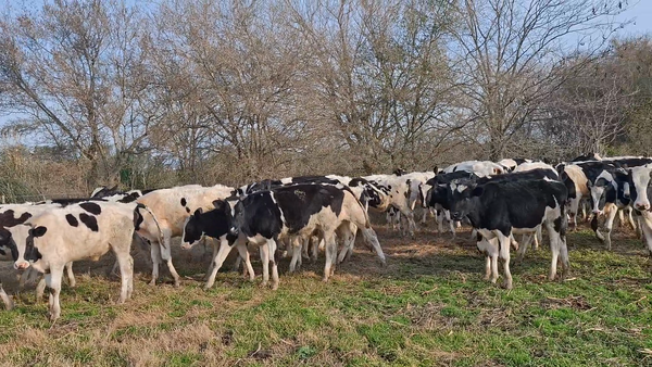 Lote 55 Terneros en Navarro