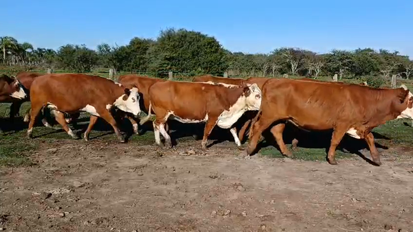 Lote 33 Vaquillonas preñadas en Corrientes, Curuzú-Cuatiá
