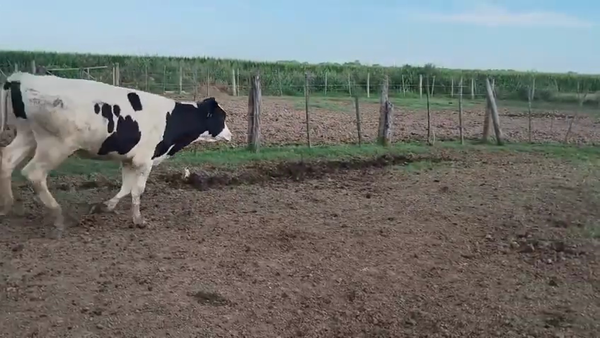 Lote 23 Novillos y Novillitos Holando Argentino en Porteña,  Córdoba