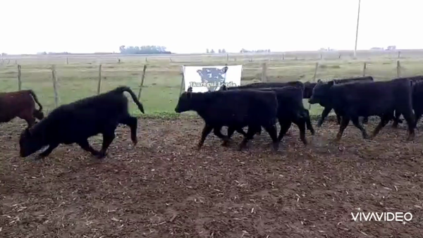 Lote 29 Terneros en Cañuelas, Buenos Aires