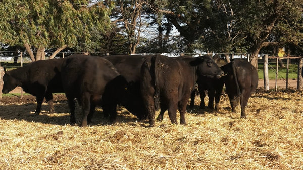 Lote VAQUILLONAS  PC  PARICION OTOÑO