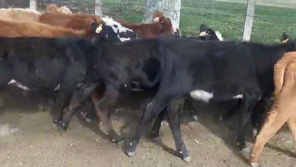 Lote 11 Terneras
