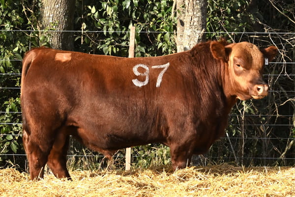 40517 — TOROS ANGUS PC