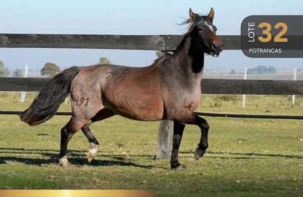 Lote Aquerenciada Atalaya