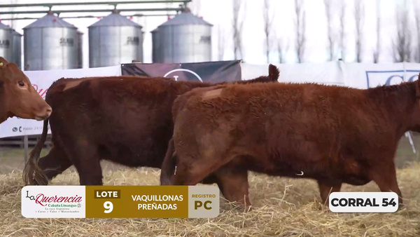 Lote VAQUILLONAS PC PREÑADAS PARICIÓN PRIMAVERA 2026