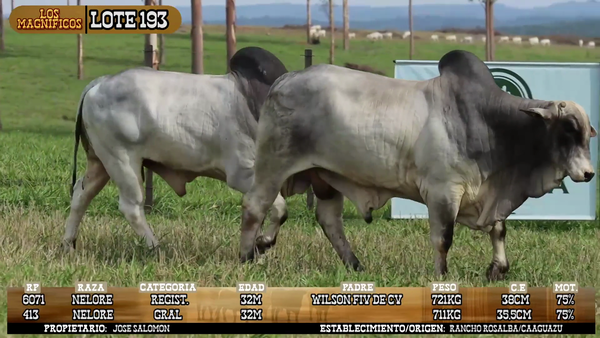 Lote LOTE 193