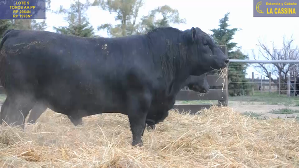 Lote TOROS ANGUS PUROS DE PEDIGREE