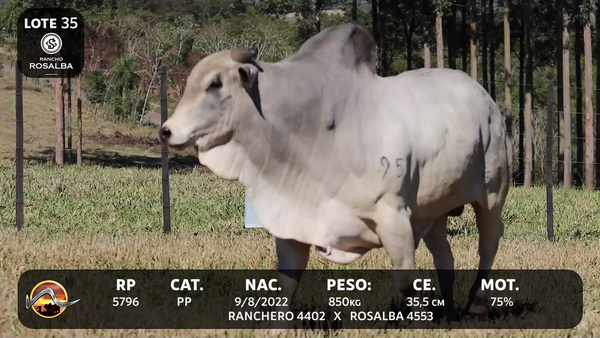 Lote LOTE 35
