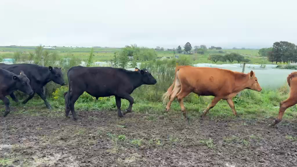 Lote NOVILLOS 1 a 2 AÑOS