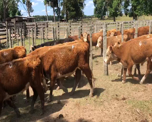 Lote 19 Terneros en Cerro Largo, Cerro Largo