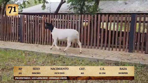 Lote LOTE 71