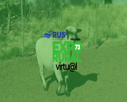 Lote BORREGA HAMPSHIRE DOWN