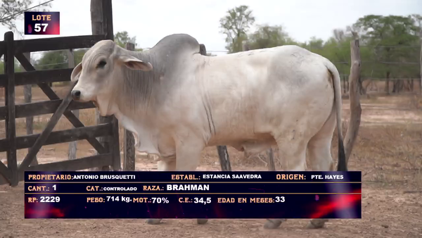 Lote ANTONIO BRUSQUETTI   LOTE 57