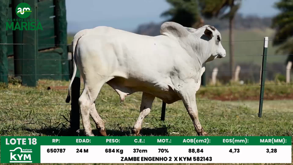 Lote Lote 18