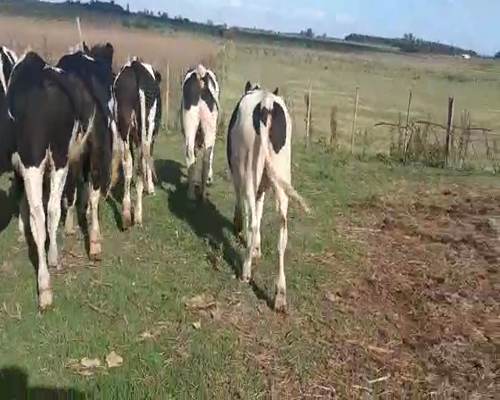 Lote 10 Novillos 1 a 2 años HOLANDO 370kg - , San José