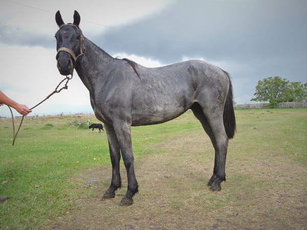 Lote VILLANO EL TACUARAL - R.P. 343