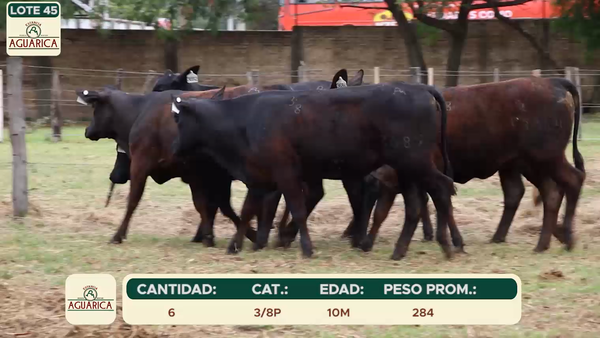 Lote LOTE 45