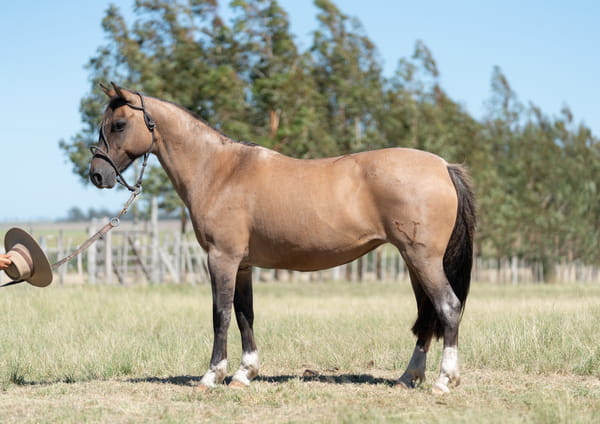 Lote Averías Tropera