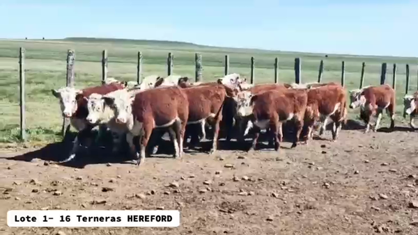 Lote 16 Terneras Hereford