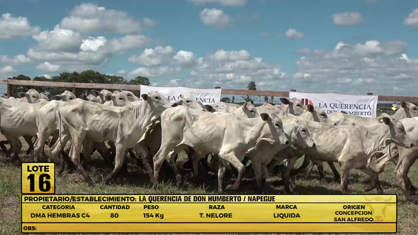 Lote LOTE 16