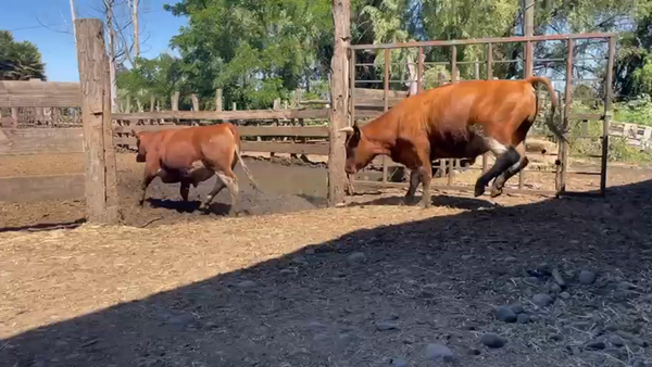 Lote 45 Novillo Gordo en Yerbas Buenas, VII  Región Maule