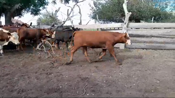 Lote 15 Terneros 6 RA x HE,  4 AA,  4 RA,  1 NO 205kg -  en COL. E. ACEVEDO. KM 594 RUTA 3, 8 KM AL OESTE
