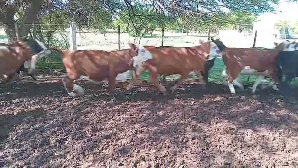 Lote 40 Novillitos y Vaquillonas Braford en Las Varas, Córdoba