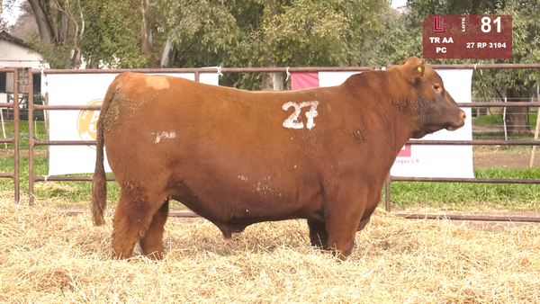 27 3104 — TOROS ANGUS COLORADOS  PC
