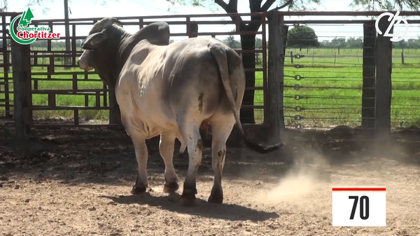 Lote Brahman