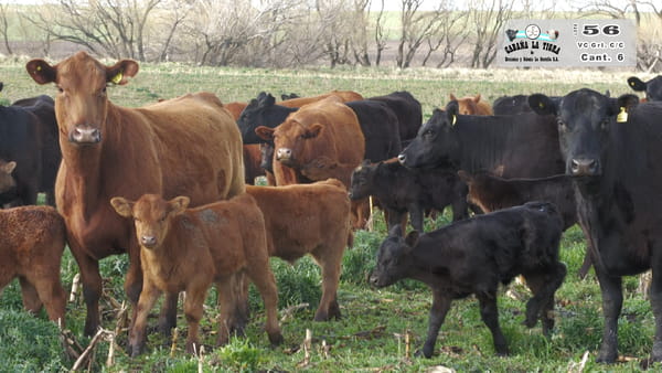 Lote VAQUILLONAS GENERALES CON CRIA