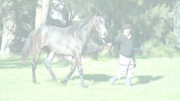 Lote SALVATORE ADORATO (A DIFFERENT STYLE - SORINA)