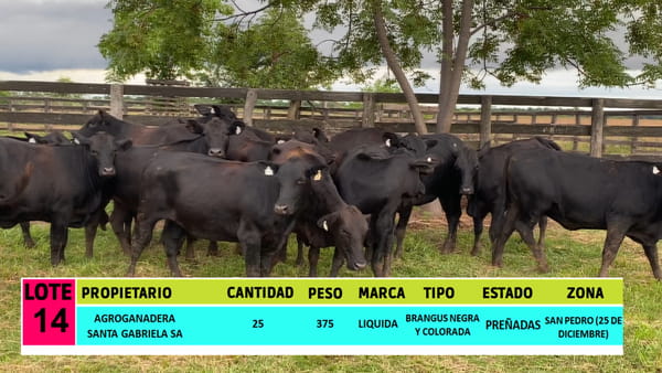 Lote LOTE 14 - 25 VAQUILLAS PREÑADAS CBO 0