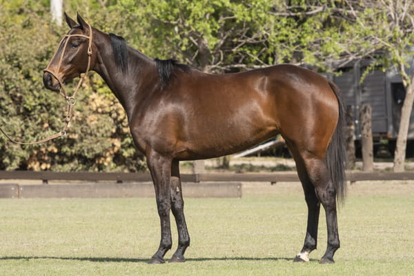 Lote TAITA CHELIN - T/E (OPEN MESSI - OPEN CHELA)