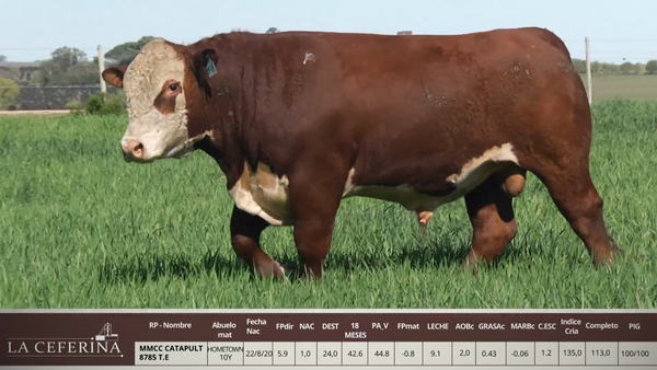 Lote MMCC CATAPULT 8785 T.E.