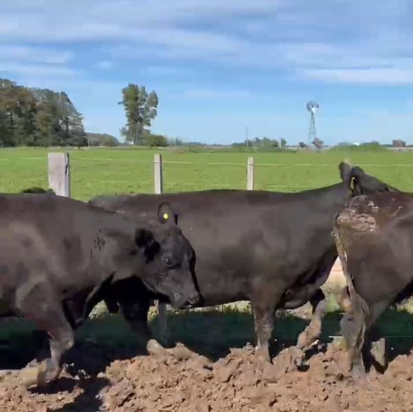 Lote 23 Vacas nuevas C/ cria en Buenos Aires