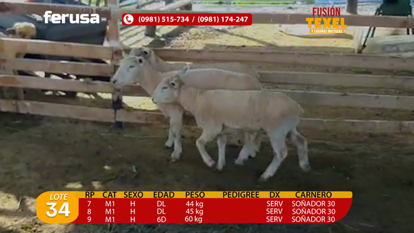 Lote Lote 34