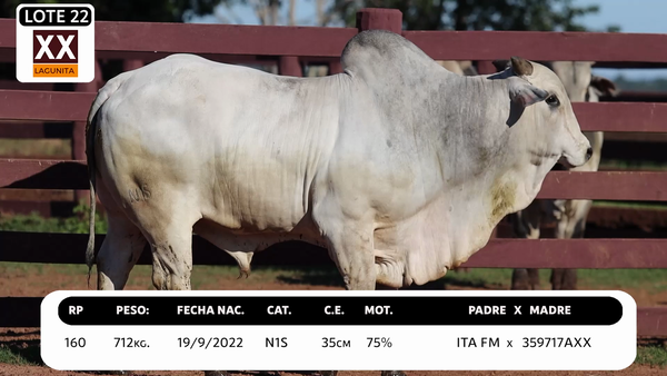 Lote LOTE 22