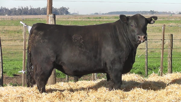 Lote TORO DE PEDIGREE