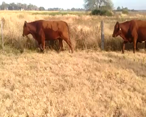 Lote 45 Vaquillonas en Pirané, Formosa