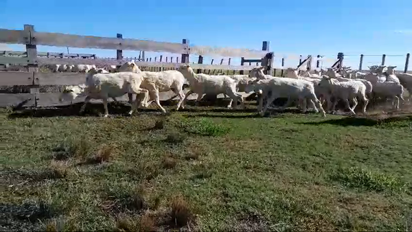 Lote 29 Borregas MERINO DOHNE X CORRIEDALE 50kg -  en SEQUEIRA. KM 135 DE RUTA 4. 5 KM AL OESTE