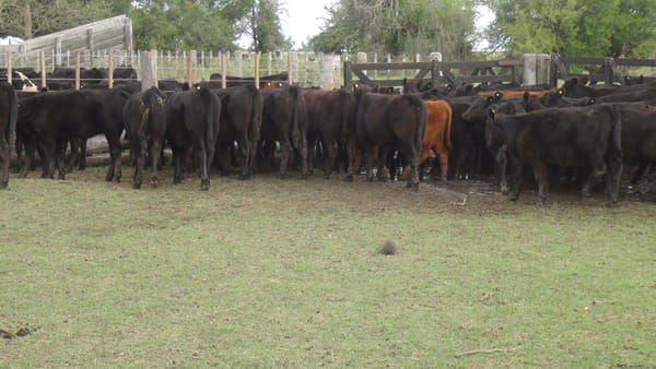 Lote SAENZ VALIENTE, BULLRICH Y Cia. S.A.